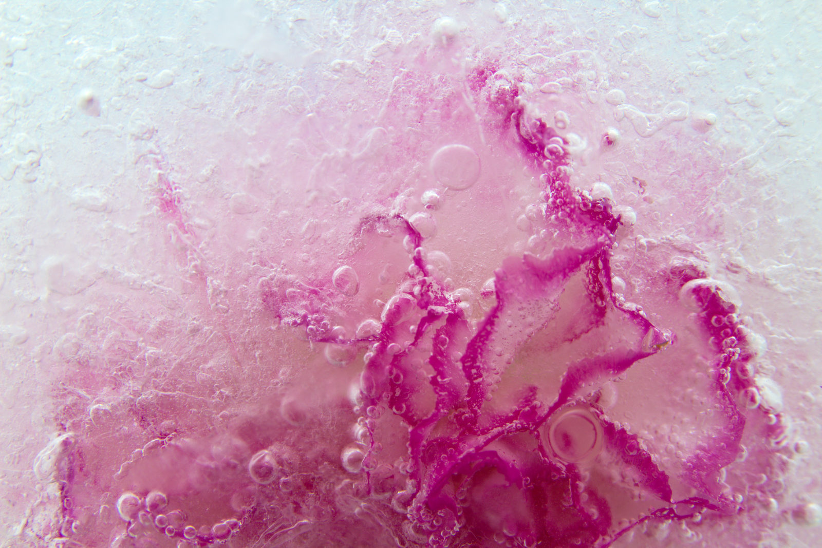 FLORENA Fermented Skincare