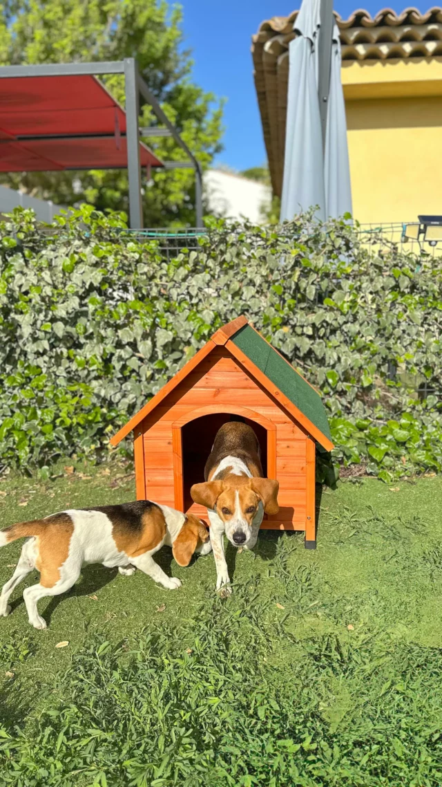 Bref j’ai changé la niche des chiens 🐶🐾
Une nouvelle niche pour une nouvelle vie avec @animalis_fr ❤️
Livraison dans la boutique Aix Centre 📍
* offerte 🙏🏻
#animalis #niche #nouvellevie #beagle #beaglesofinstagram #beagleoftheday